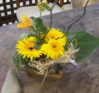 "What type of flower is it?"   "..... Yeah, it's a yellow one"