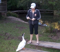 A gigantic goose trying to feed another bird. Definietly worth a gander.