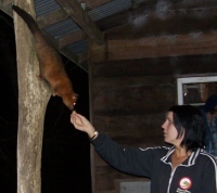 Debbie feeding a common coppery-brushtail