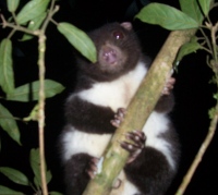 A herbert river ringtail that almost pooped on me when we went spotlighting