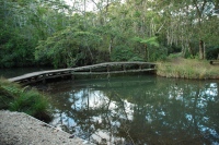 The little creek where we saw 2 platypus... which we decided are called Platypii  (as plural)