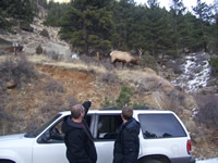 Rocky and Trevor pointing at an Elk