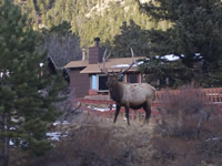 Big male Elk