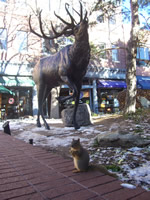 Squirrel  :-)
