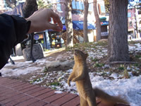 Squirrel  :-)