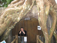Trapped in a fake tree