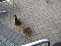 Two ducks waiting for me to feed them another chip