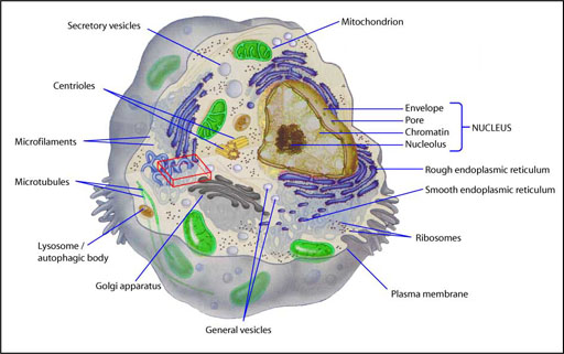 animal cell structure with labels. animal cell structure with